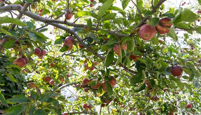 Apple orchards in Sangti Valley