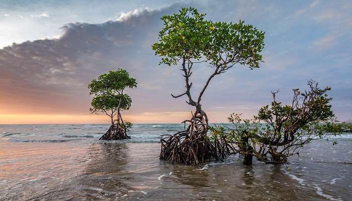 Mangrove forests along the lake