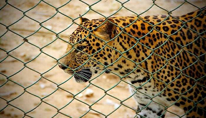 Leopard inside cage at the Bannerghatta National Park in Karnataka, India