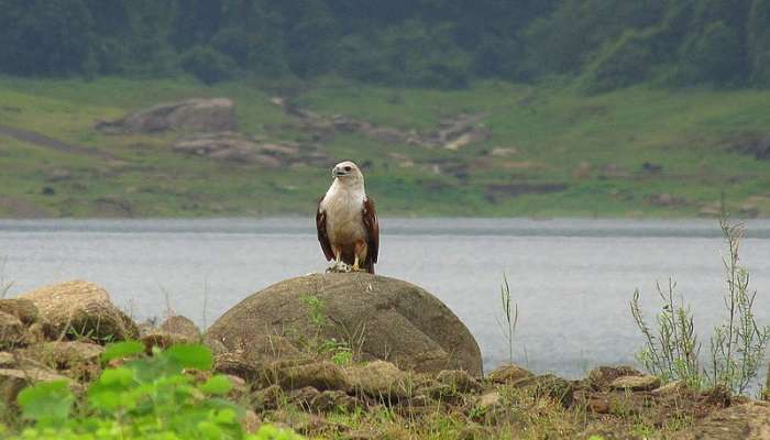 Brahminy Kite sitting on a rock in Chimmony Wildlife Sanctuary