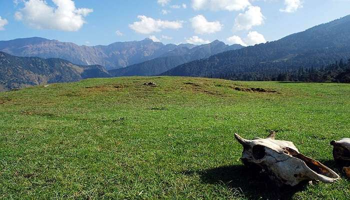 Beautiful view of Chopta with a tree of pink flowers during the summer season to visit 