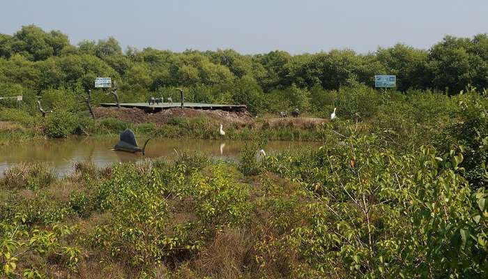 visit coringa wildlife sanctuary one of the tourist places in Konaseema 