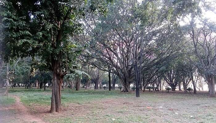 Greenery of Cubbon Park