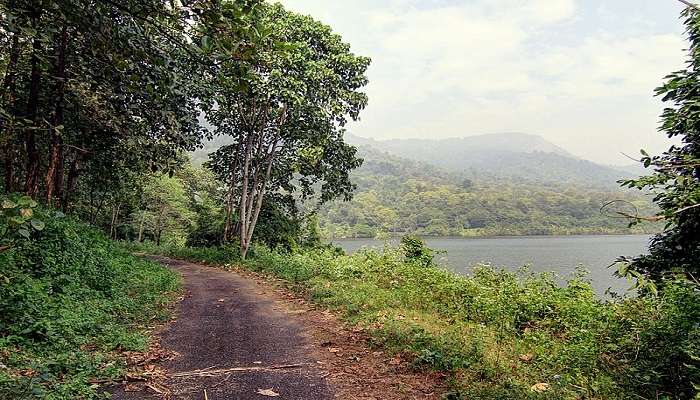 A trail for cycling in Chimmony Forest