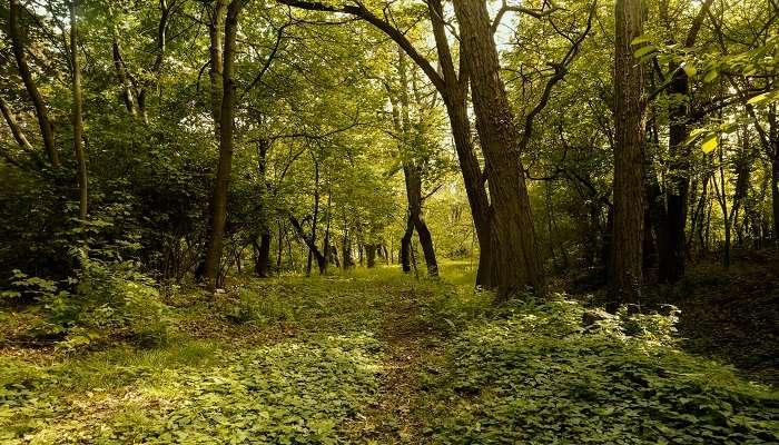 Dehang-Debang is a biosphere reserve near Mayodia pass