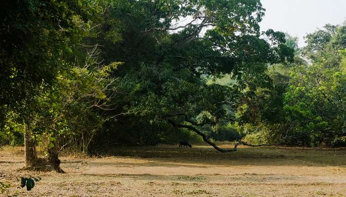 Lush green trees found in Mandrem Beach