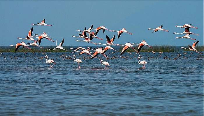 Bird watching in Chilika Lake 