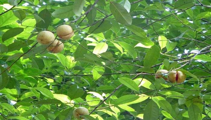 Ffuits de la Jardin d’épices Ranweli