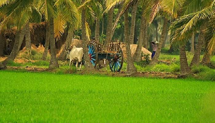 Hushed coconut groves and scenic landscapes await your arrival to tourist places in Konaseema.