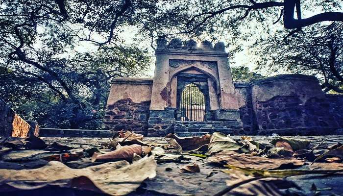 Central Ridge forest area during winters near the bhuli bhatiyari ka mahal.