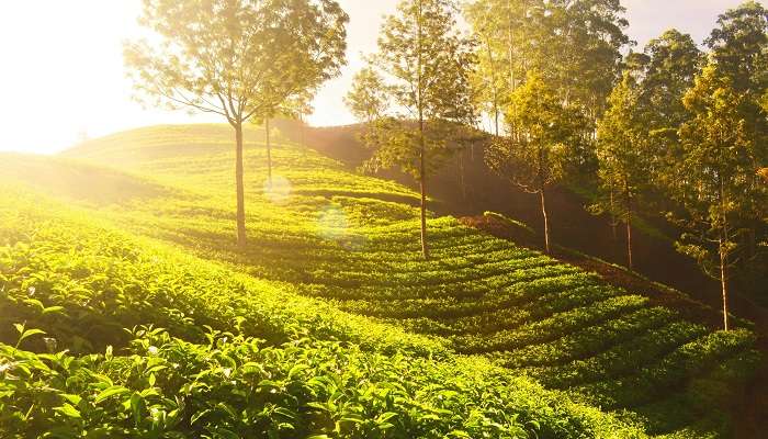 Seetharkundu Viewpoint inside the Poabs Organic Estates
