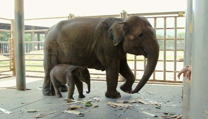 A female elephant with a baby elephant in the Phuket Elephant Sanctuary