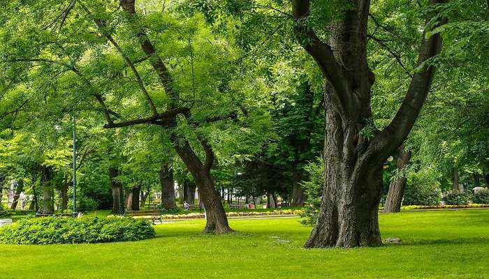 Tannirbhavi Tree Park