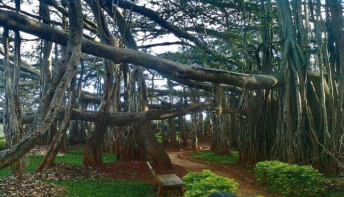 A banyan tree, showing extensive growth and aerial roots.