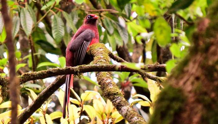 A beautiful bird in Mehao Wildlife Sanctuary near Mayodia pass