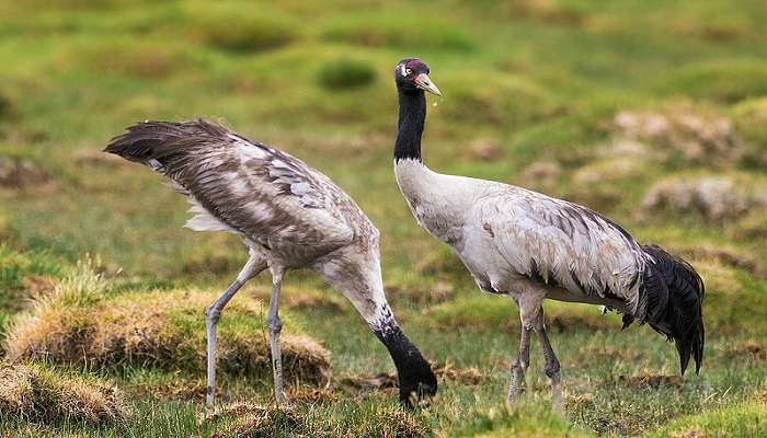 Black-Necked Cranes