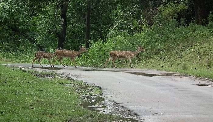 बैंगलोर से सप्ताहांत की सैर में से एक नागरहोल है