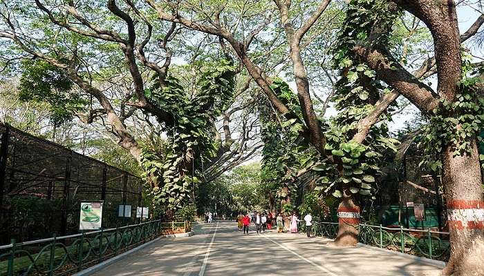 visit the most adorable shuka vana zoo which is a premier destination for anyone visiting to vontikoppal