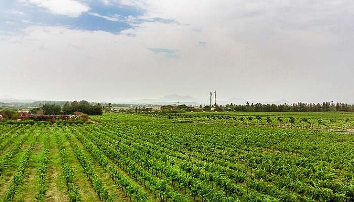 the lush fields opf Sula Vineyards 