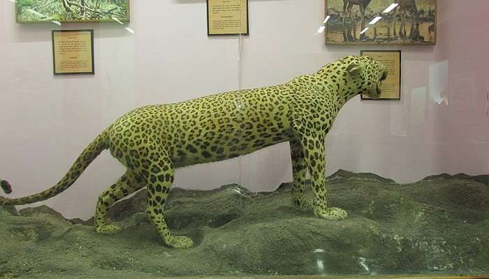 visit the most majestic vontikoppal regional museum in vontikoppal