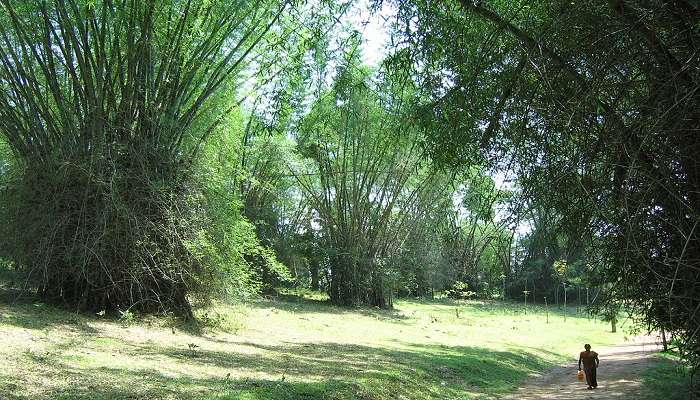 Snap during safari in Wayanad Wildlife Sanctuary