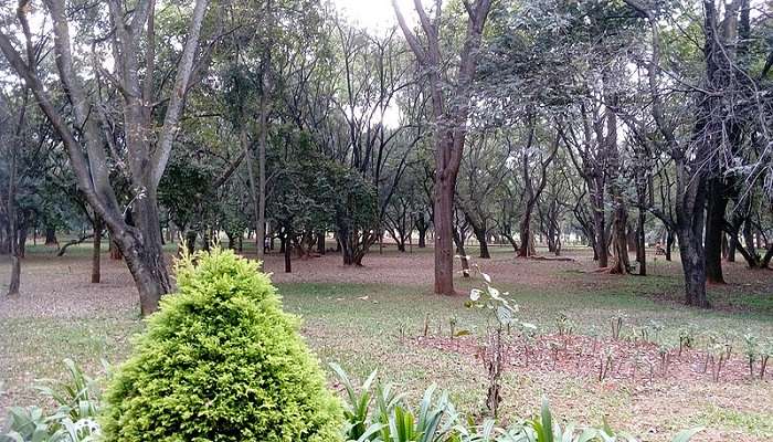 Cubbon Park, Bangalore, lush greenery and walking paths.