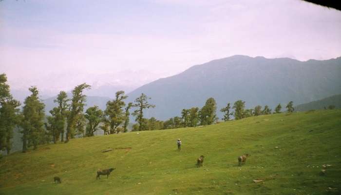 Nilgiri mountain from Gurso Bugyal in Uttarakhand. 