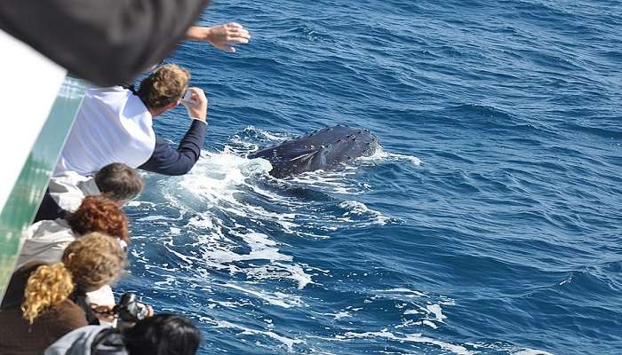 Whale watching in Hervey Bay