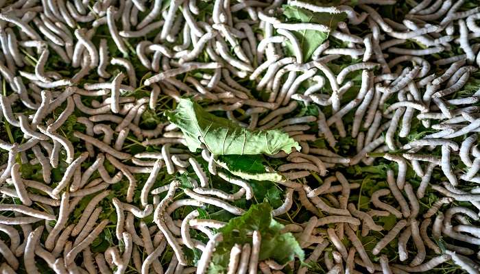 Silk worms feeding on Mulberry leaves.