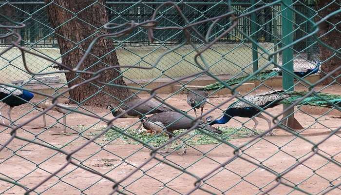 Peacocks of Voc Park and Zoo