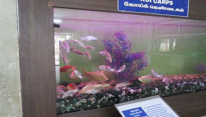 A water tank with fishes at VOC Park and Zoo.