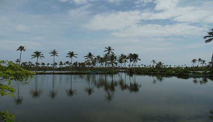 The peaceful backwater boat rides.