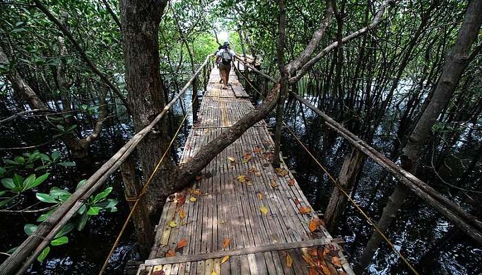 The Karura Forest Reserve is an urban upland forest on the outskirts of Nairobi