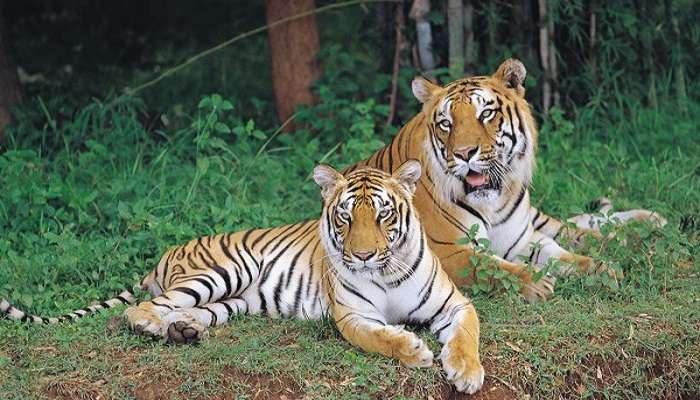 Tigers in Bannerghatta National Park near Turahalli Forest Bangalore