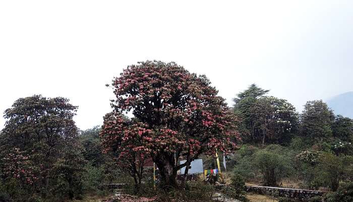 choose the best time to visit Barsey Rhododendron Sanctuary. 