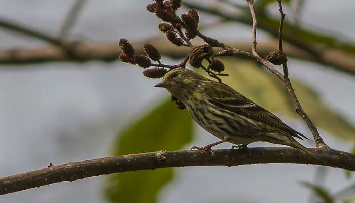 Tibetan Siskin at Barsey Rhododendron Sanctuary.