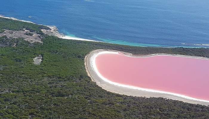 Pink lake in the western Australia