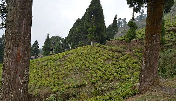 Happy Valley Tea Estate Darjeeling surrounded by fog 