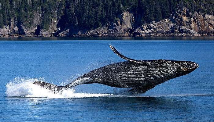 Humpback whale in Hervey Bay