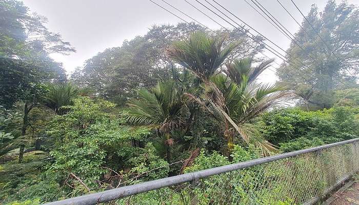 Otitori Scenic Reserve in Titirangi, Auckland