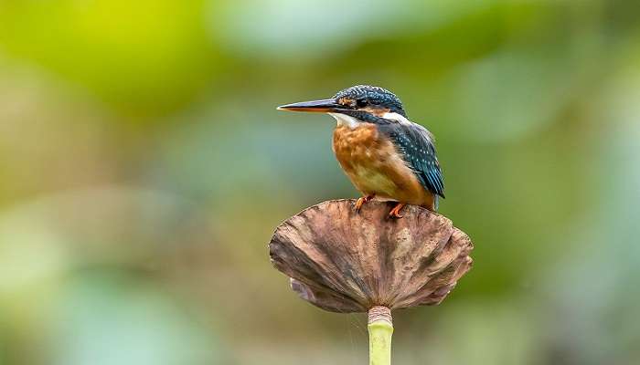 Watch the beautiful kingfisher bird near the Dugarwadi Waterfalls