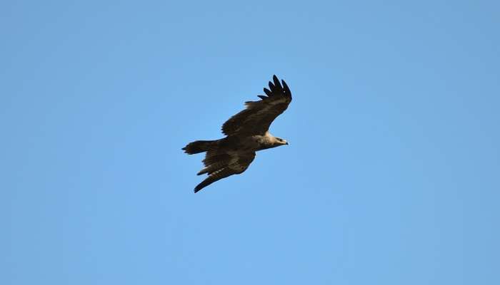 Golden Eagle at Trevor’s Tank