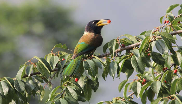 Great Himalayan Barbet in lush green forest near Chauli Ki Jali In Mukteshwar.