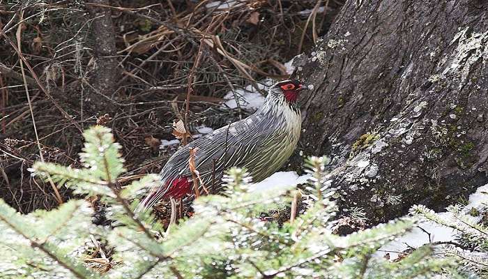 Blood Pheasant at Tendong Hill Namchi Sikkim. 