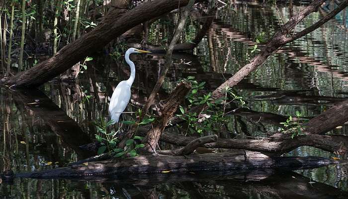 Many bird tourists visit these mangroves and is a must watch while in Kumbalangi 