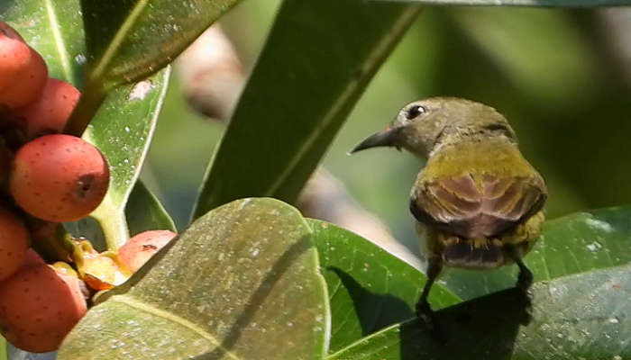 Birds Watching is a popular activity at Chidiya Tapu