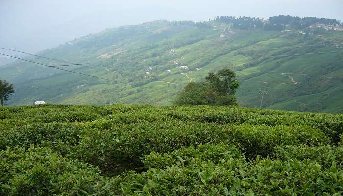 Lush green landscape of Bunkulung, one of the offbeat places near Mirik Lake View Point. 