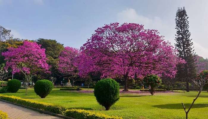 Stunning beauty of Turahalli Forest Bangalore and Morning at Cubbon Park