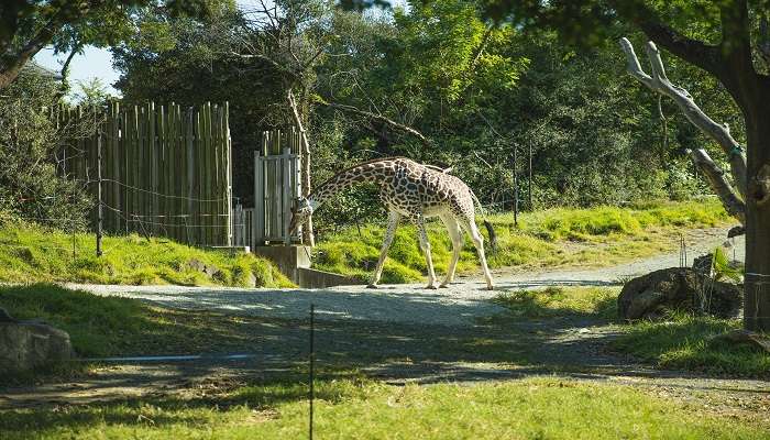 Spot wildlife at the D’Ering Memorial Wildlife Sanctuary, Teju