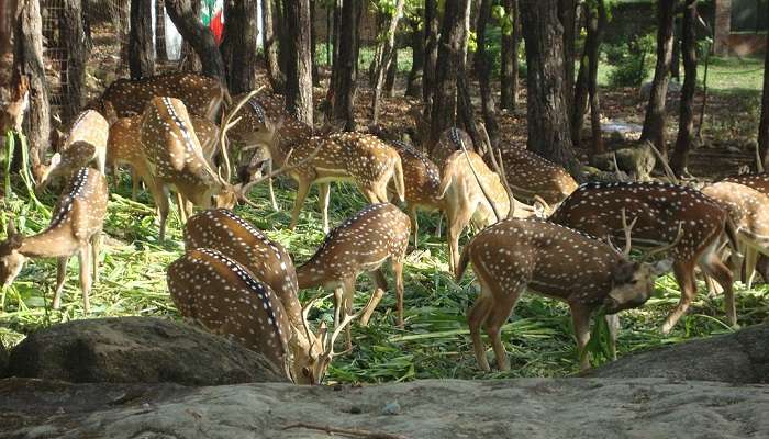 Spotted Deer at Dehradun Zoo.